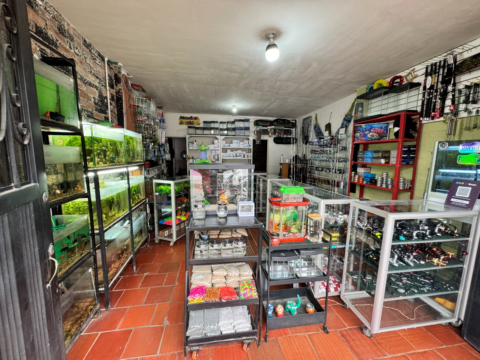 Vista interior de la tienda Pececitos Quili con acuarios y sección de pesca deportiva