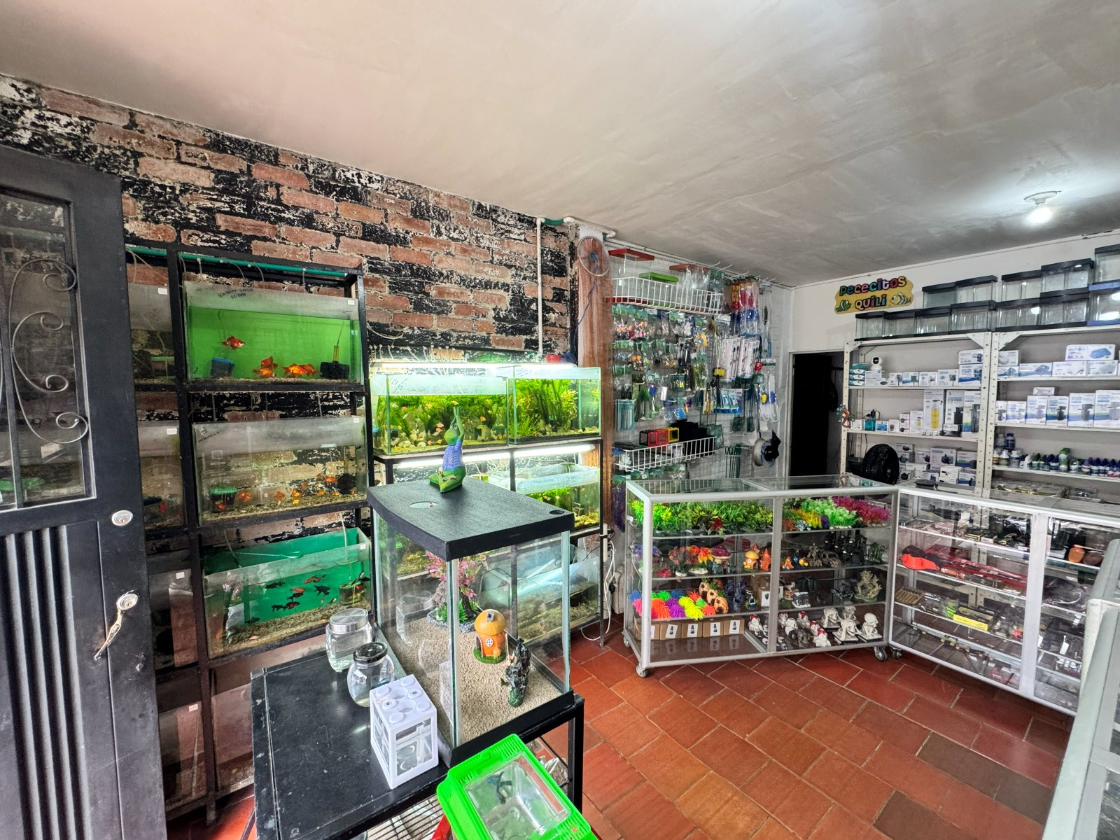 Estantería de acuarios con peces ornamentales vivos e insumos para acuario